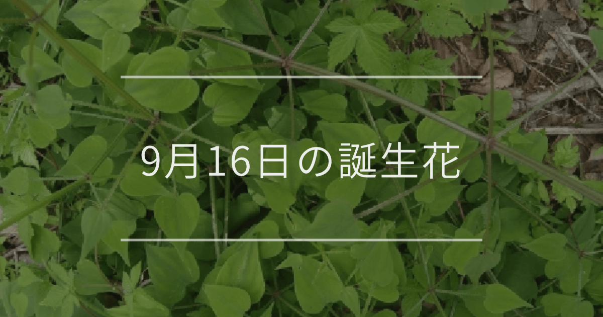 9月16日の誕生花