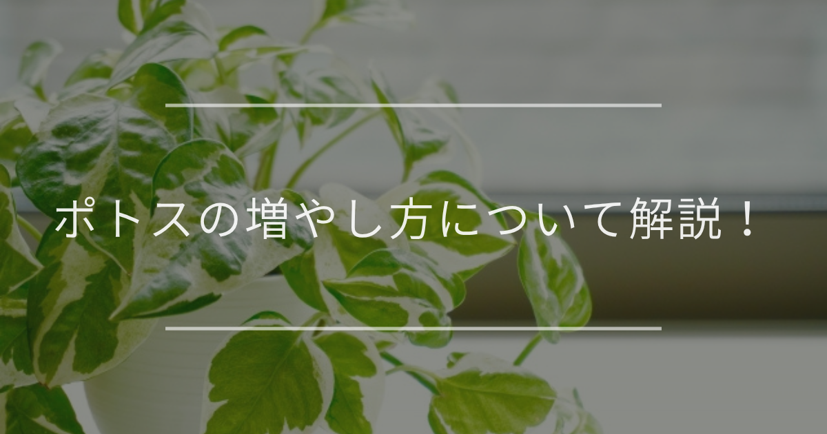 ポトス