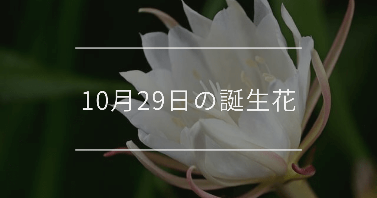 10月29日の誕生花