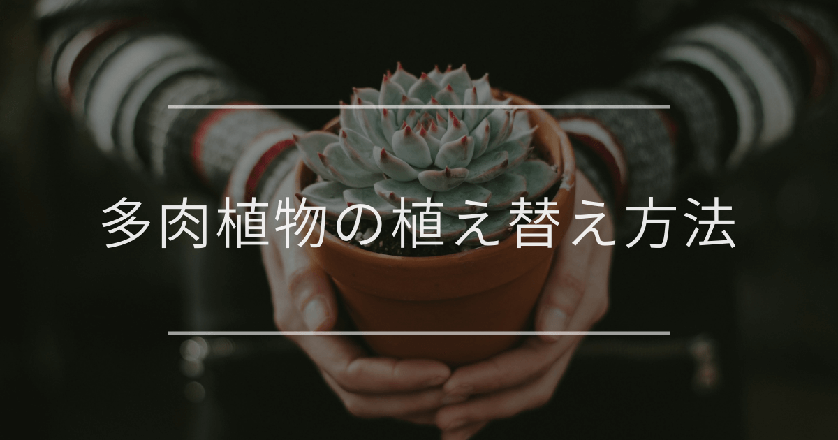 多肉植物の植え替え方法