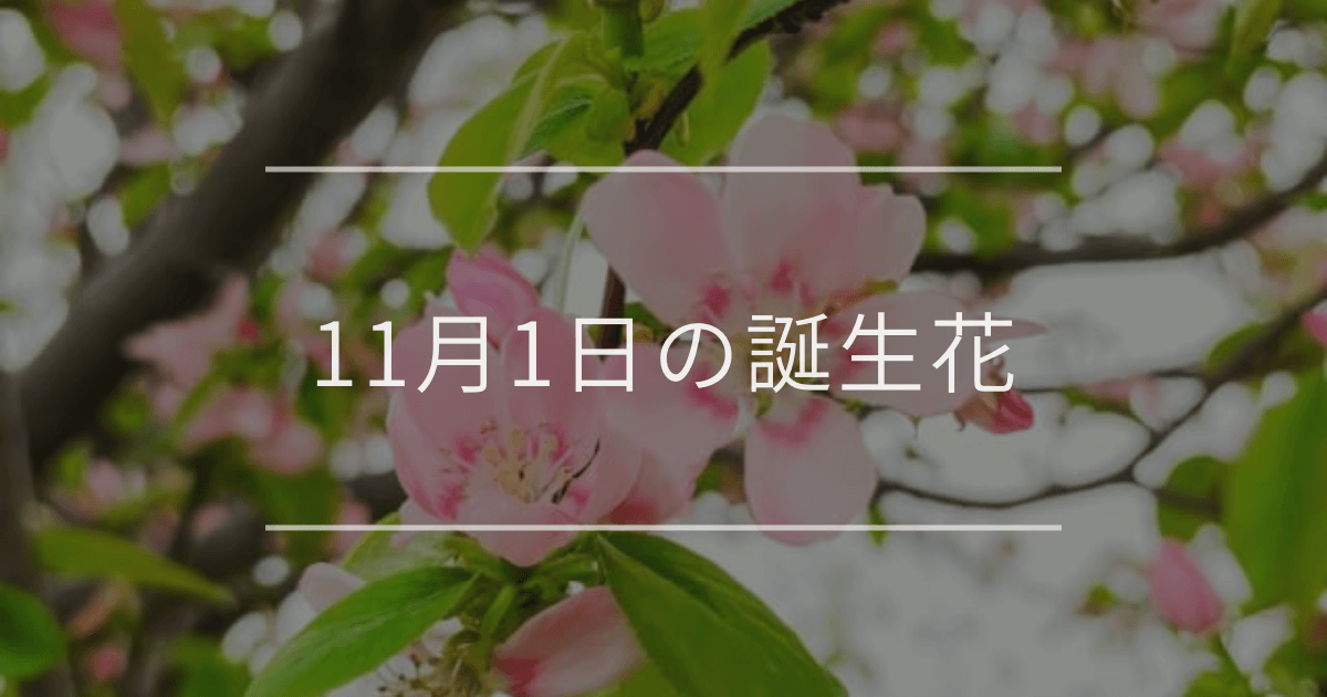 11月1日の誕生花