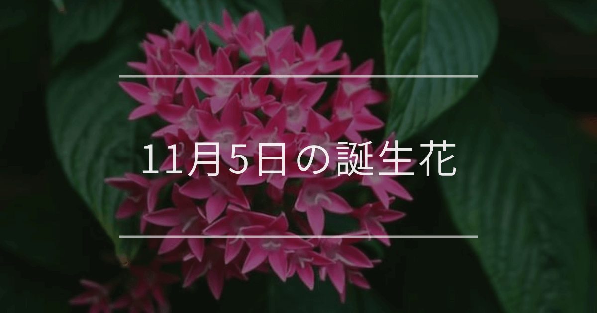 11月5日の誕生花
