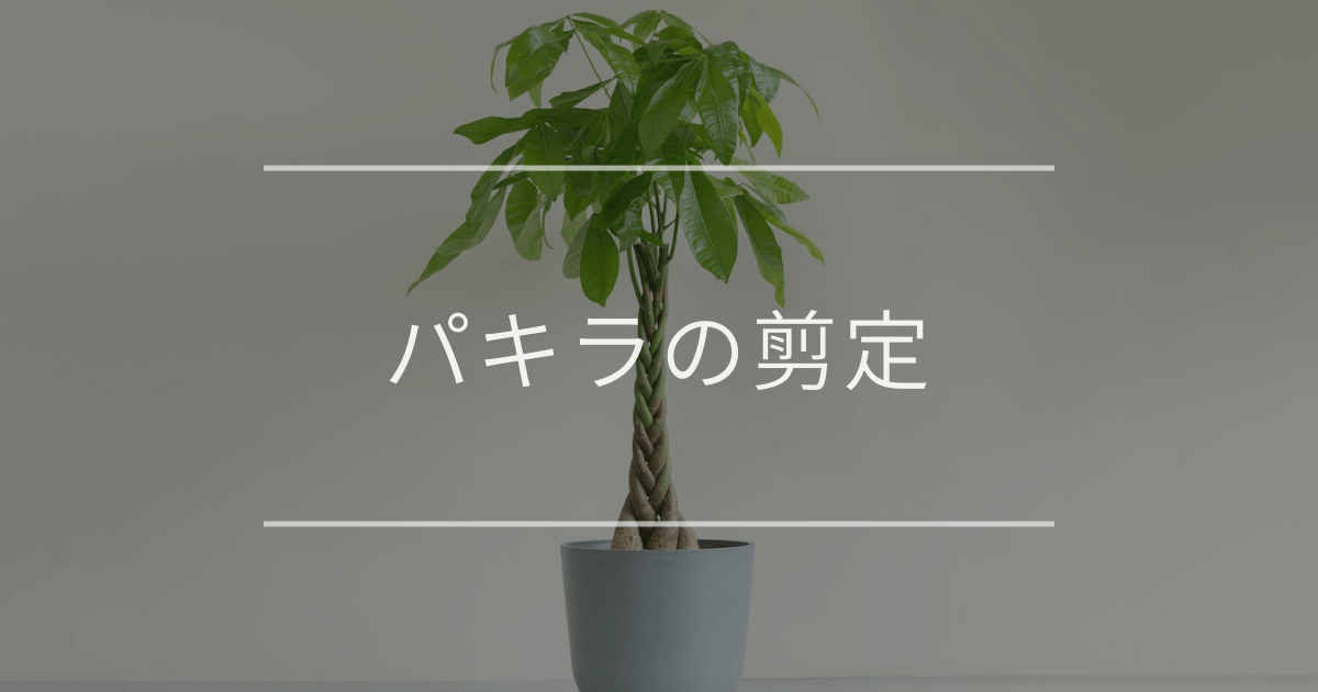パキラの剪定