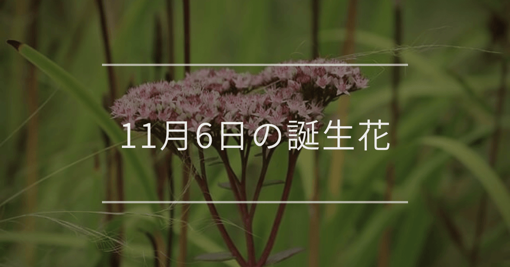 11月6日の誕生花：フジバカマ・カサブランカの花言葉など