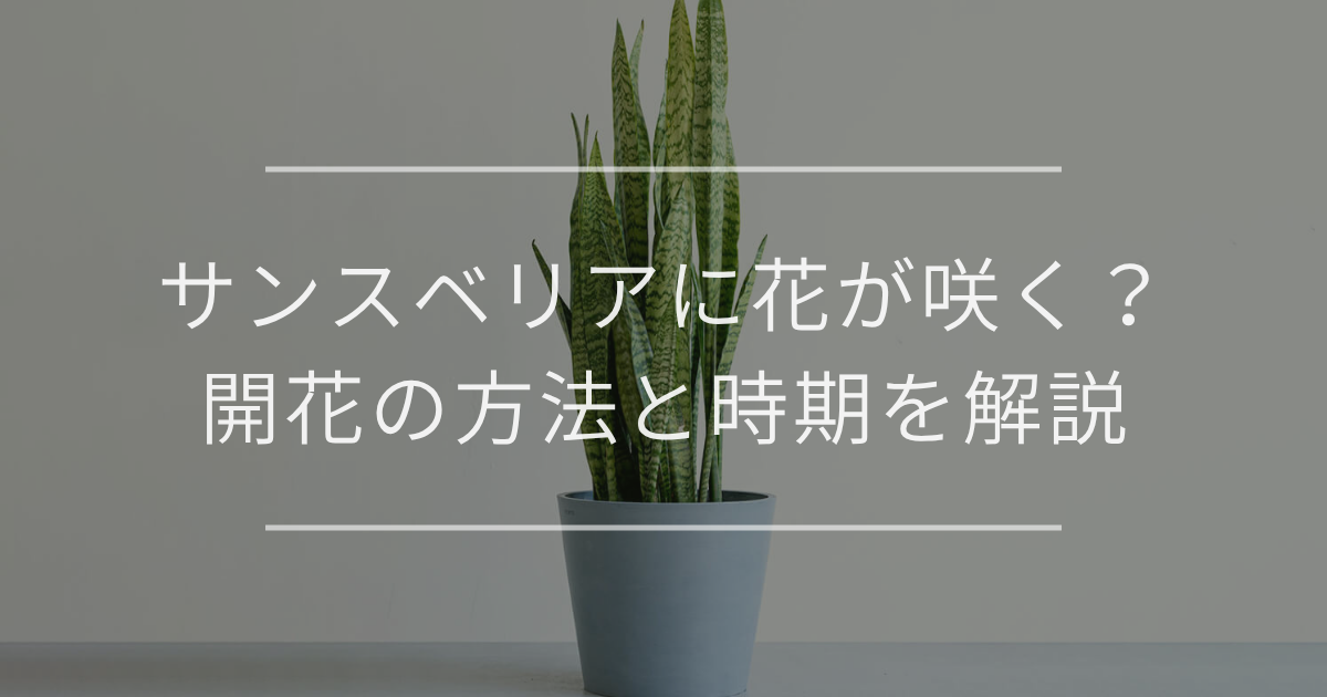 サンスベリアに花を咲かせる方法と時期を解説！