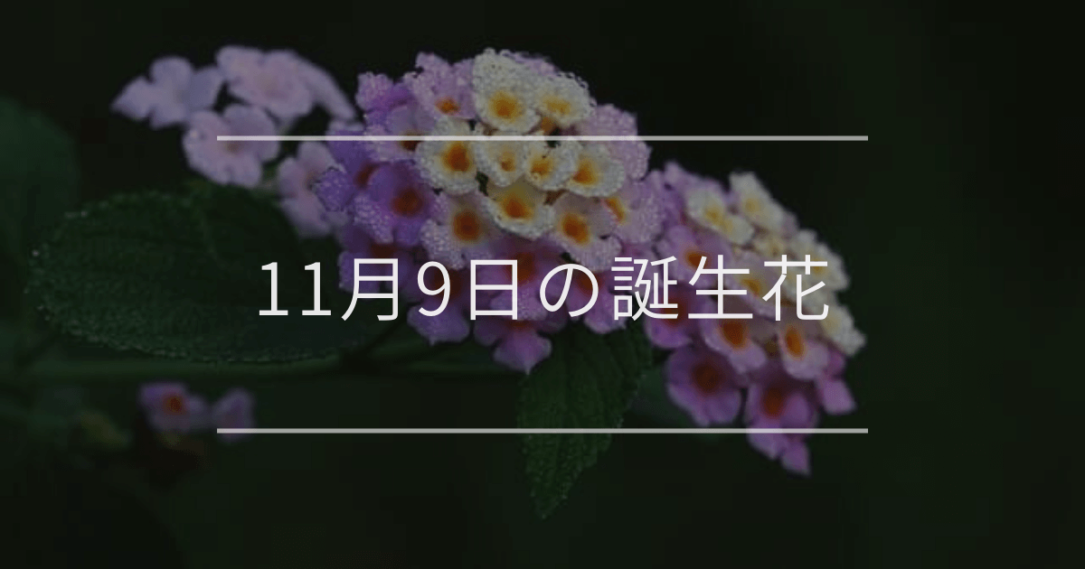 11月9日の誕生花