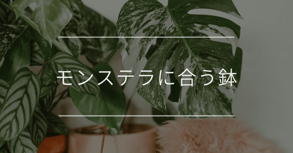 モンステラに合うおすすめの鉢｜選び方や植え替え方法について