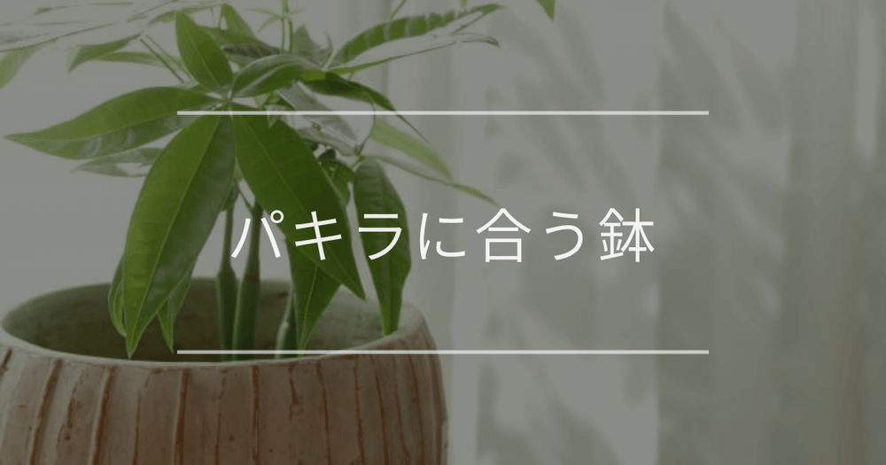 パキラに合う鉢｜選び方や植え替え方法について