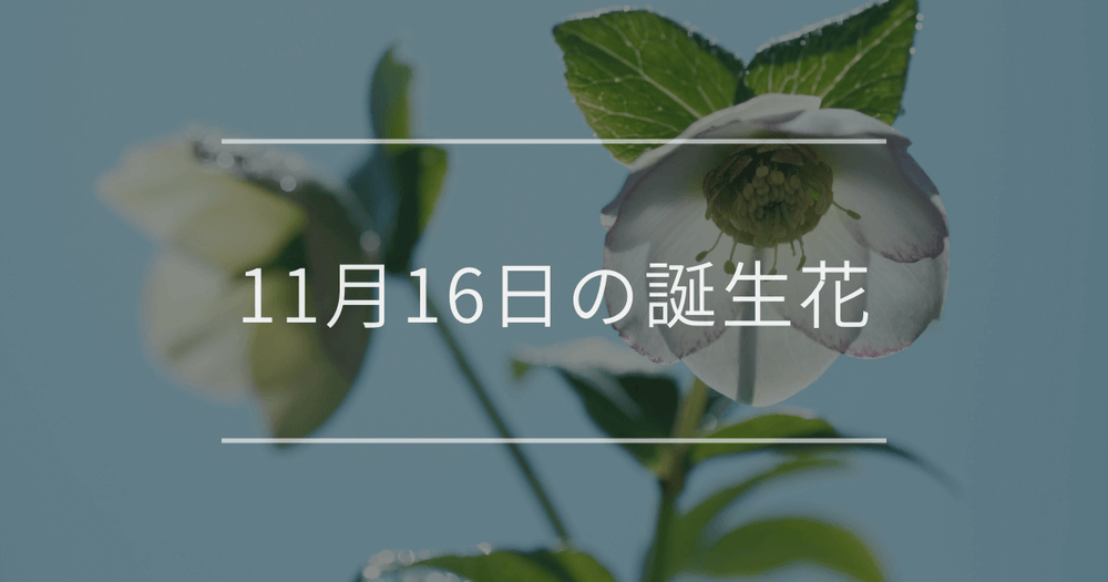 11月16日の誕生花：クリスマスローズ・赤いサザンカの花言葉など
