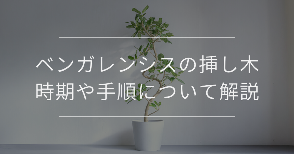 フィカス・ベンガレンシスの挿し木における時期や手順について解説