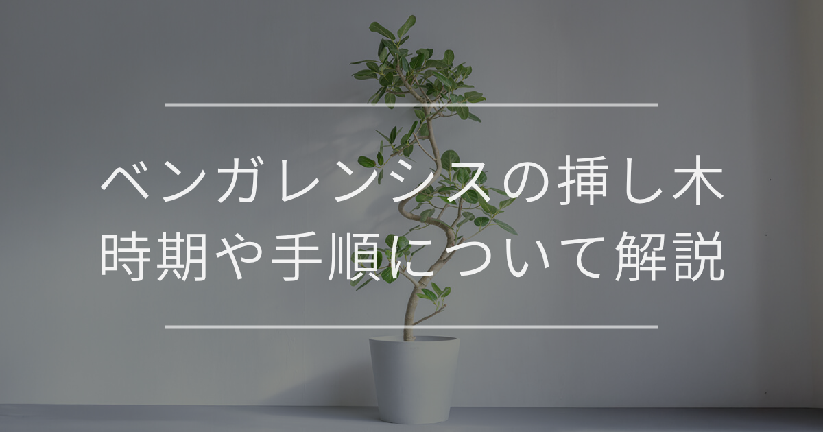 ベンガレンシス