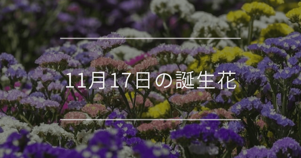 11月17日の誕生花