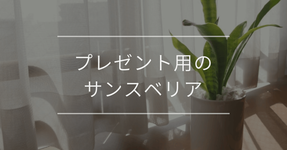 プレゼント用のサンスベリア｜魅力や贈るときの注意点について