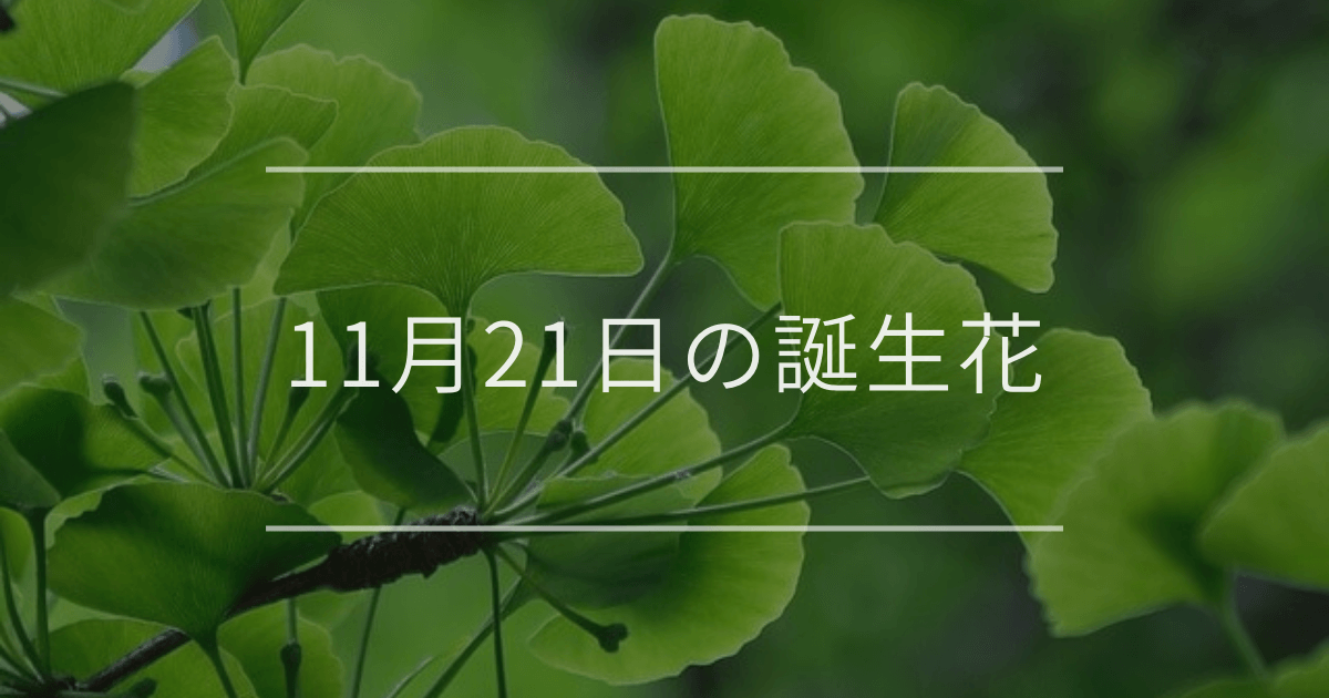11月21日の誕生花