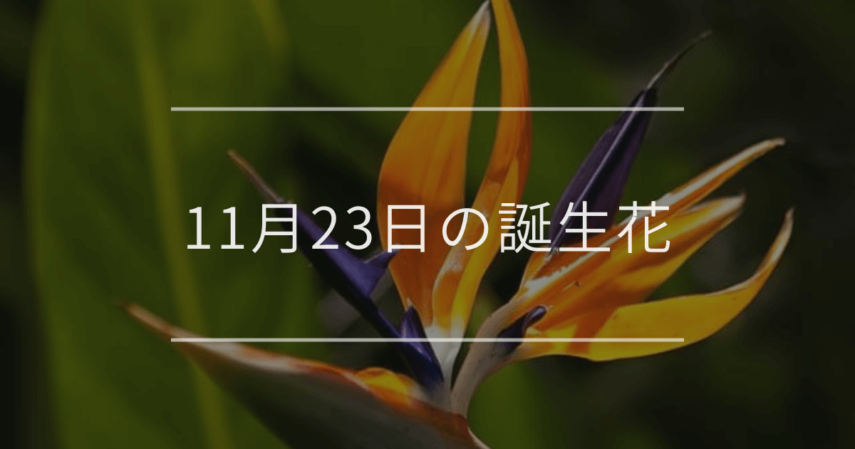 11月23日の誕生花