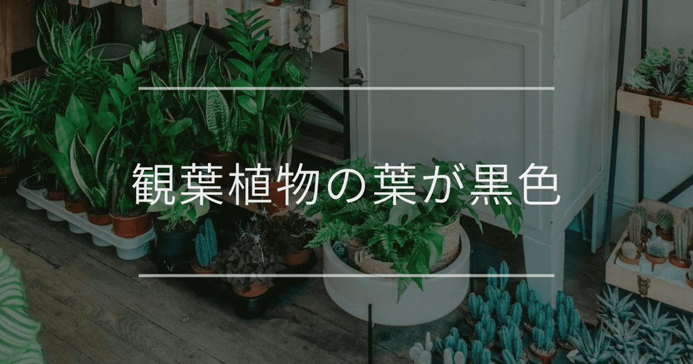 観葉植物の葉が黒色｜原因と対処法について