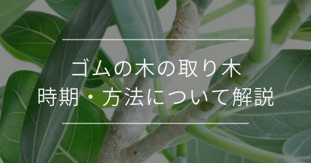 ゴムの木の取り木で失敗しないために！時期・方法について解説