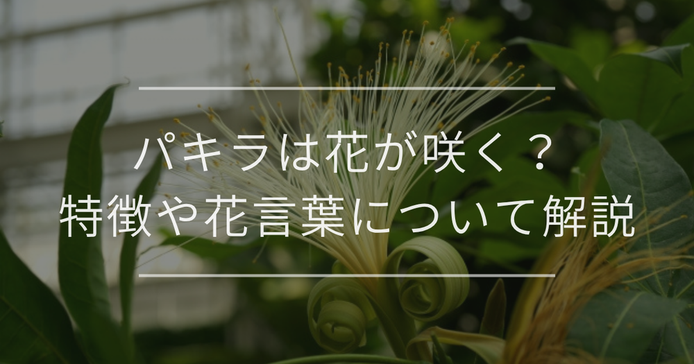 パキラは花が咲く？特徴や花言葉について解説
