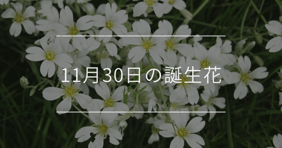 11月30日の誕生花
