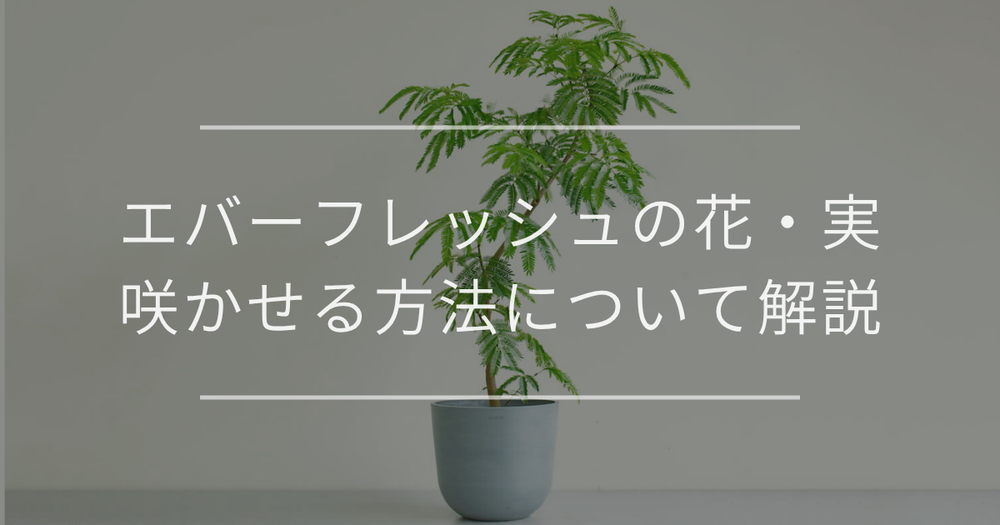 エバーフレッシュの花・実を咲かせる方法とポイントについて解説