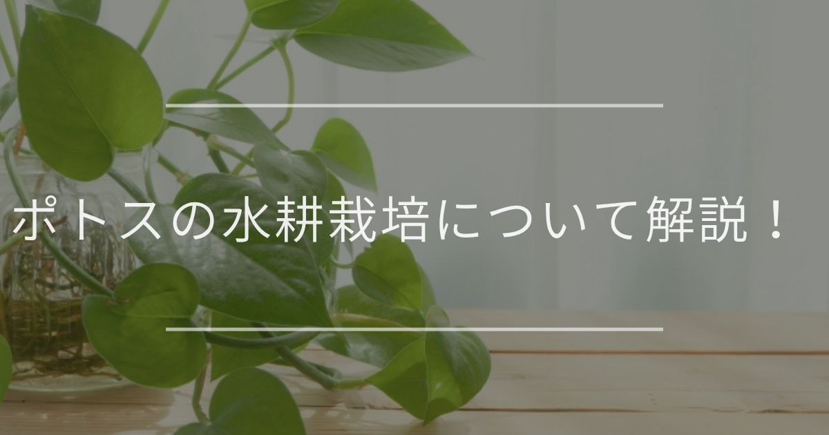 ポトスの水耕栽培方法について解説！おしゃれな飾り方も紹介