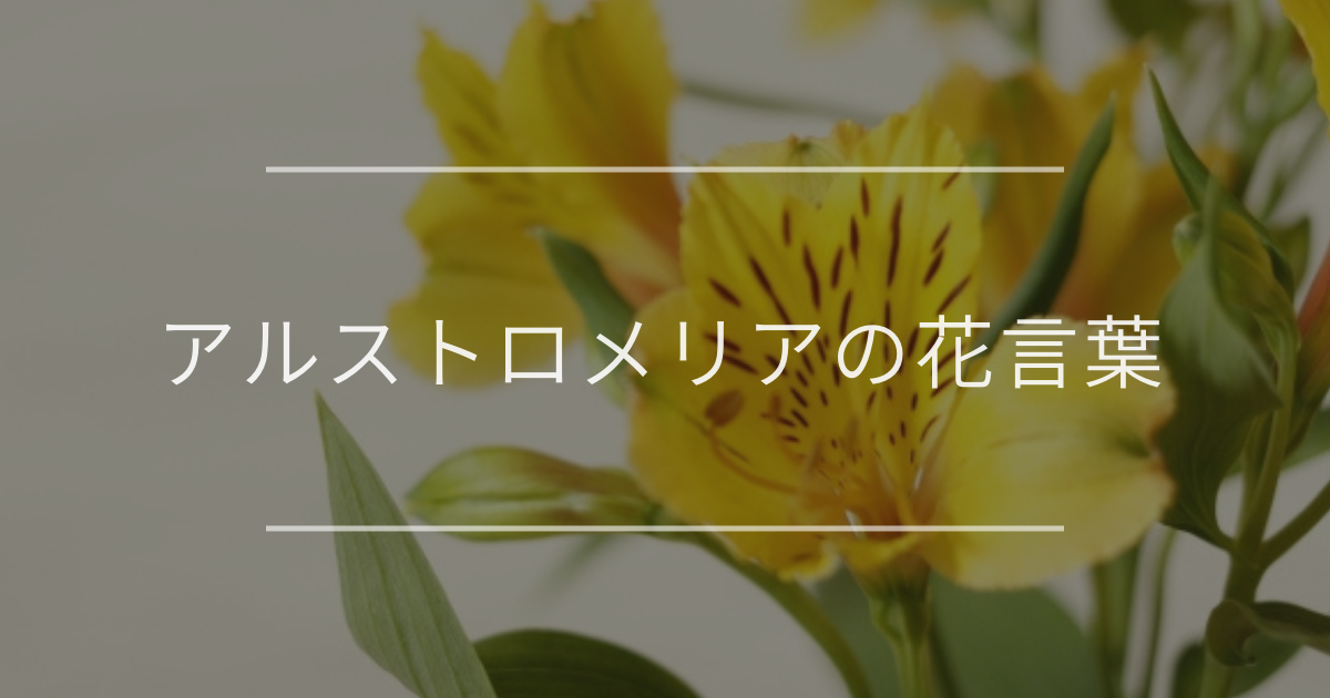 アルストロメリアの花言葉｜色別や誕生花、名前の由来