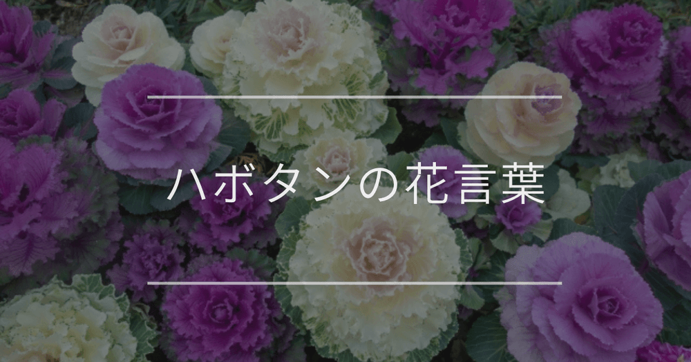 ハボタンの花言葉｜色別や誕生花、名前の由来