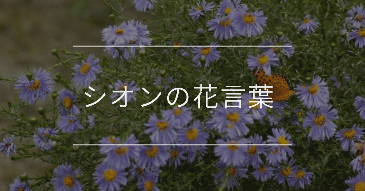シオンの花言葉