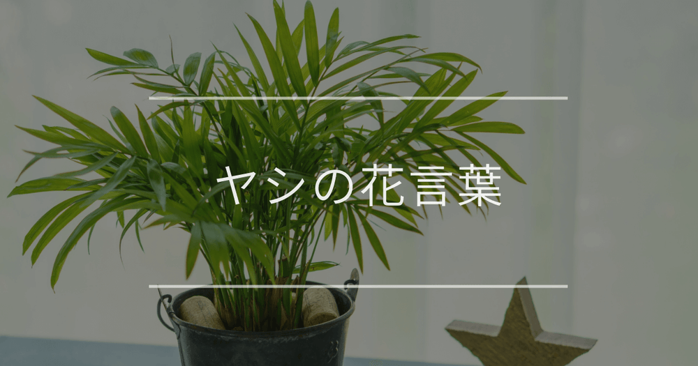 ヤシの花言葉｜誕生花、名前の由来や育て方