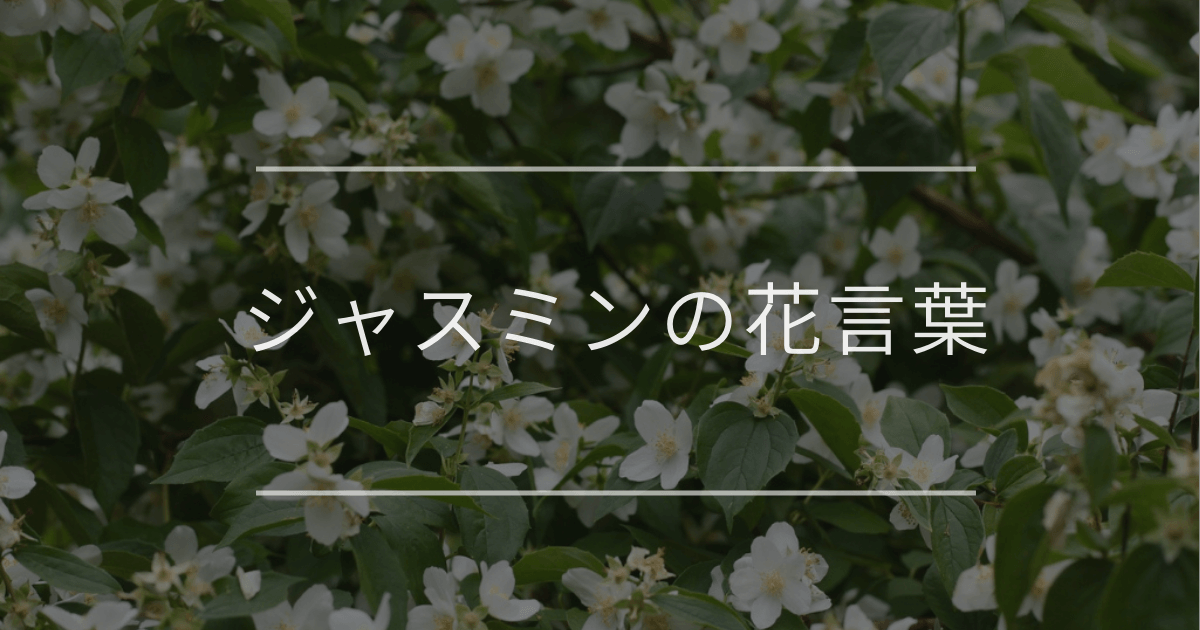 ジャスミンの花言葉