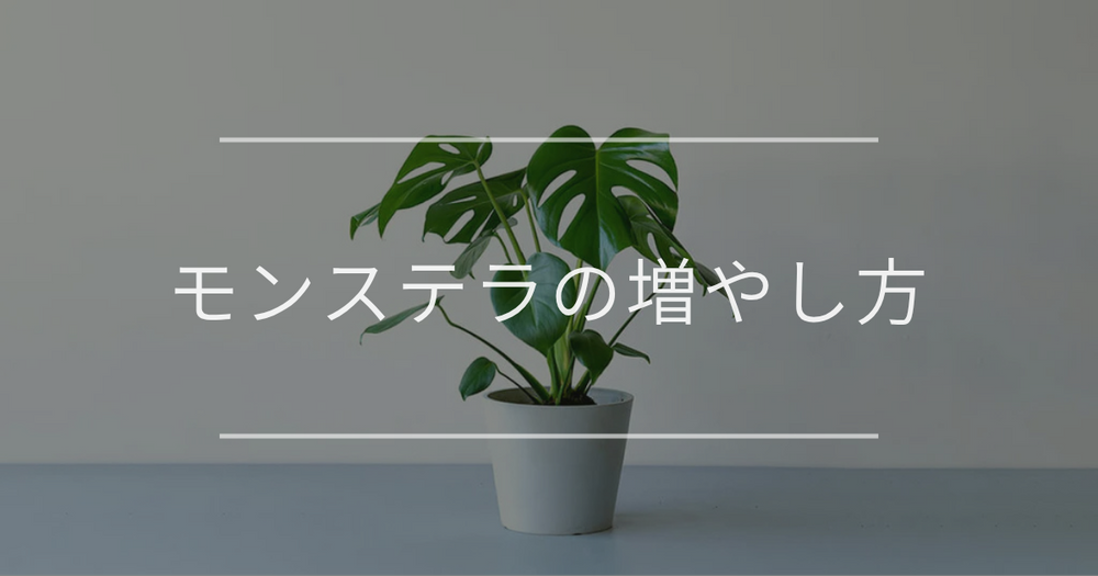 モンステラの増やし方と手順について詳しく解説