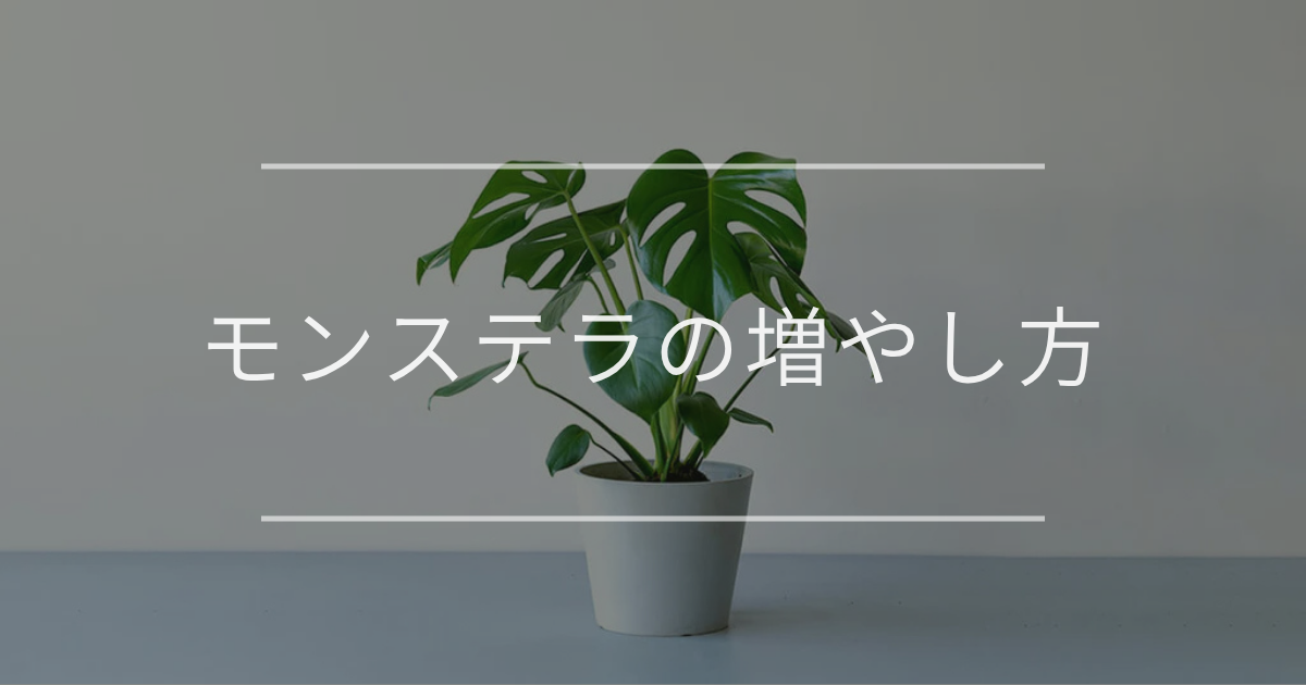 モンステラ