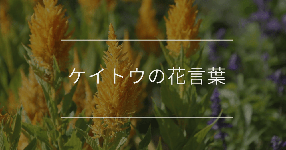 ケイトウの花言葉｜色別の花言葉や誕生花、名前の由来
