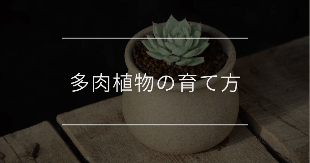 【初心者必見】多肉植物の育て方｜5つのコツとトラブル対策