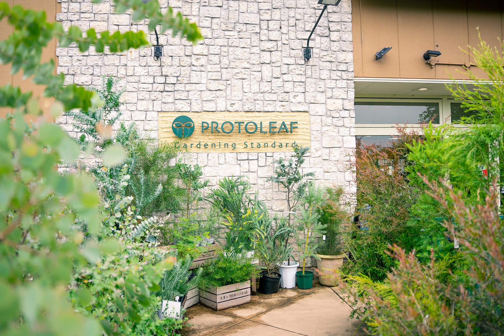 観葉植物は実物を見て、選びたい人へ。おすすめ園芸店「プロトリーフ ガーデンアイランド玉川店」