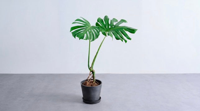 モンステラ 根上り