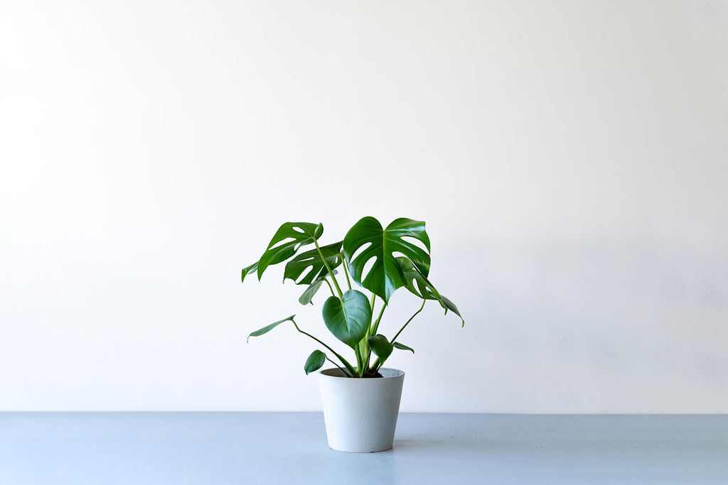 観葉植物 ノーマル