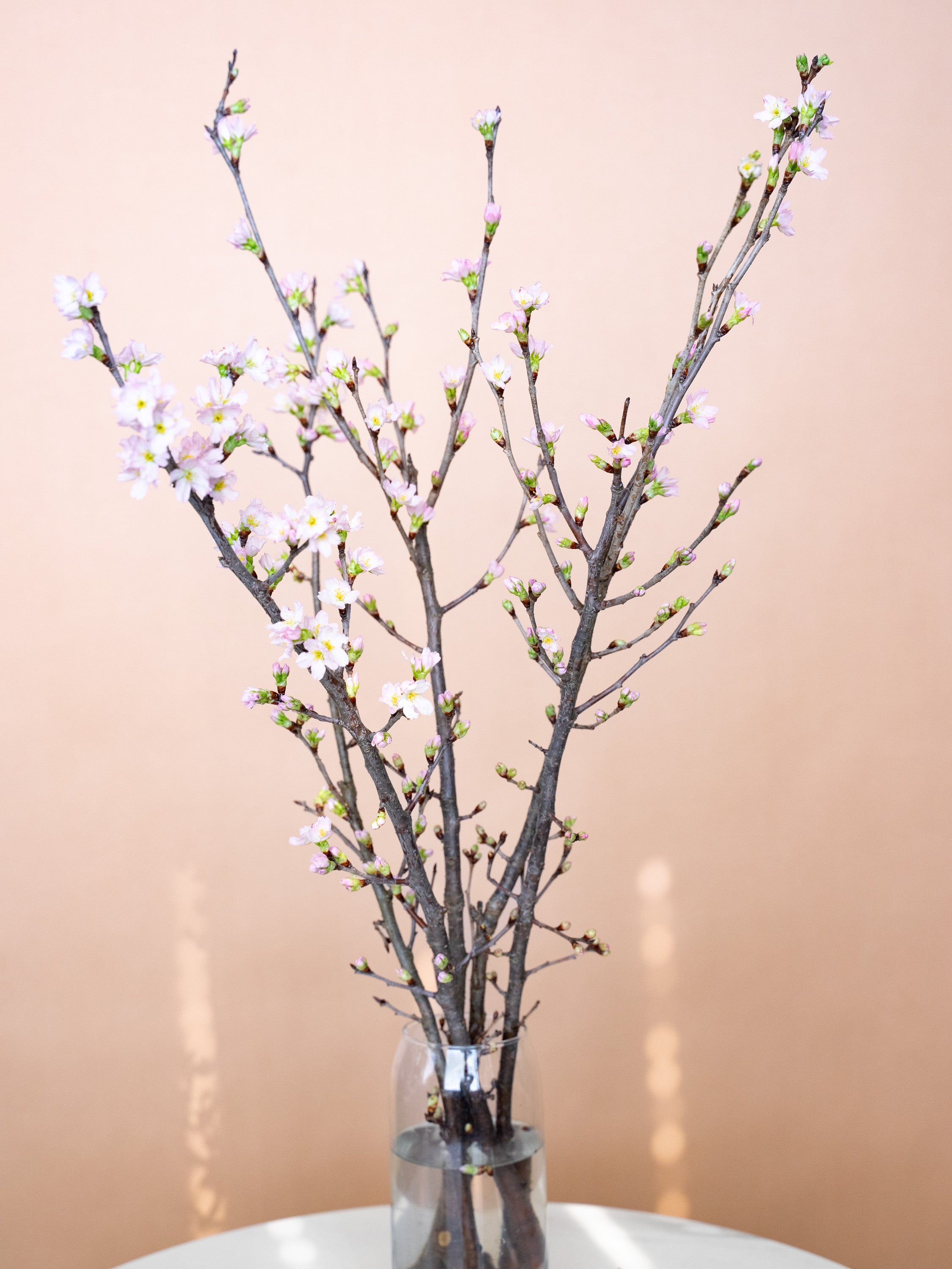 【2/13〜2/18到着】啓翁桜 5本