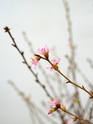 【4/10〜4/11到着】桜 品種おまかせ