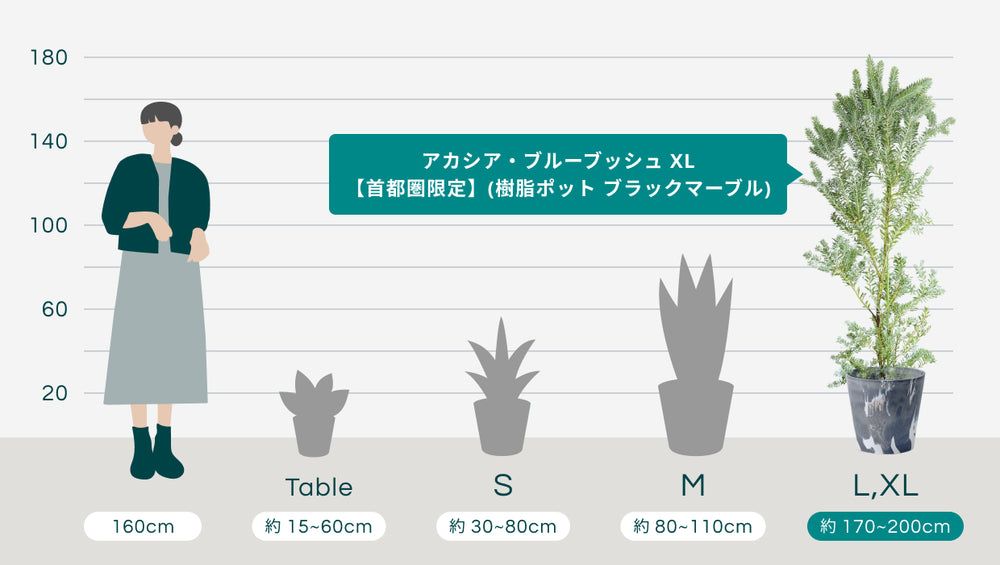 アカシア・ブルーブッシュ XL 【首都圏限定】(樹脂ポット ブラックマーブル)のサイズ