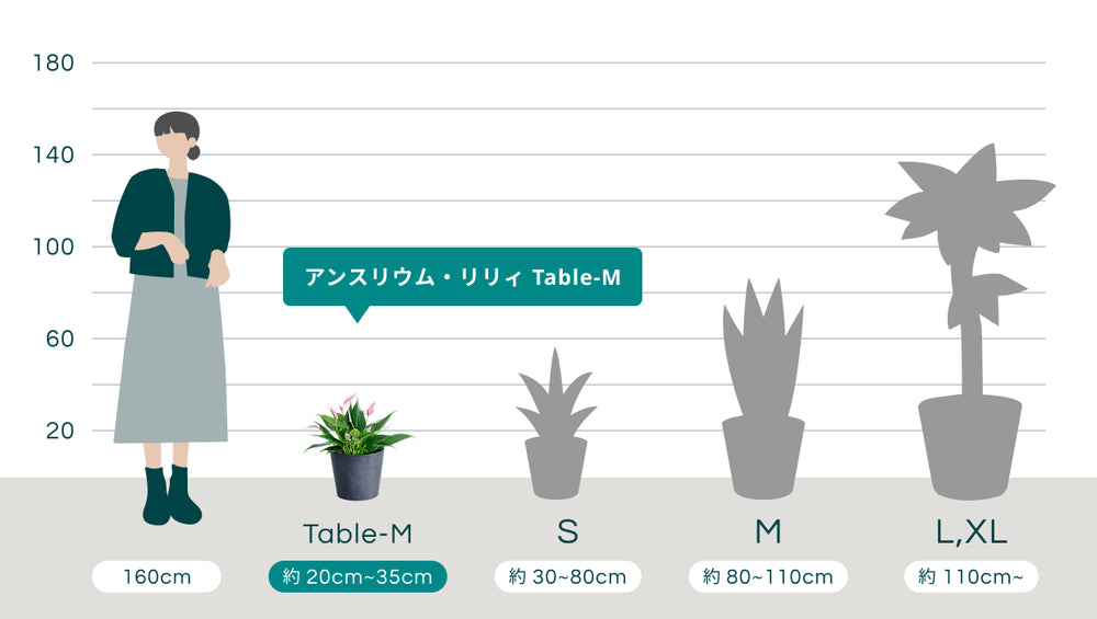 アンスリウム・リリィ Table-Mのサイズ