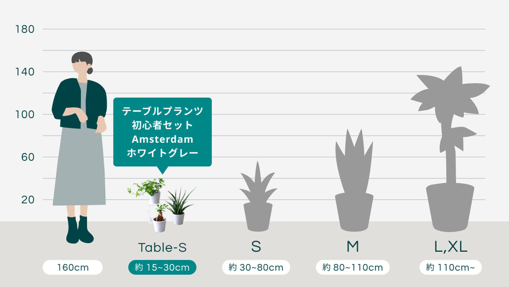 テーブルプランツ 初心者セット Amsterdam ホワイトグレー　のサイズ
