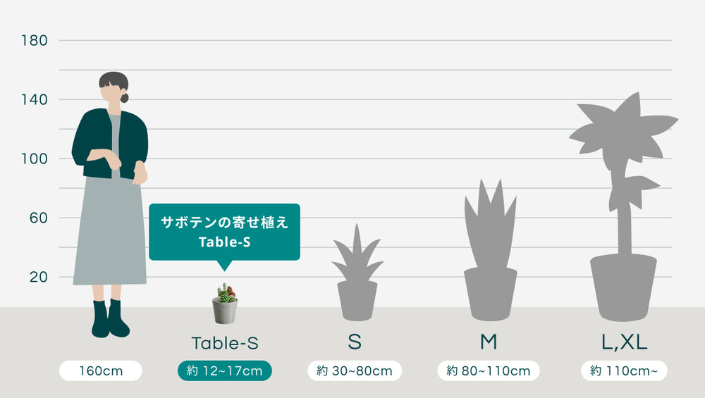 サボテンの寄せ植え Table-Sのサイズ