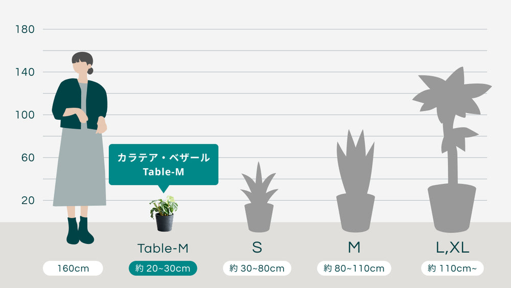 カラテア・ベザール Table-Mのサイズ