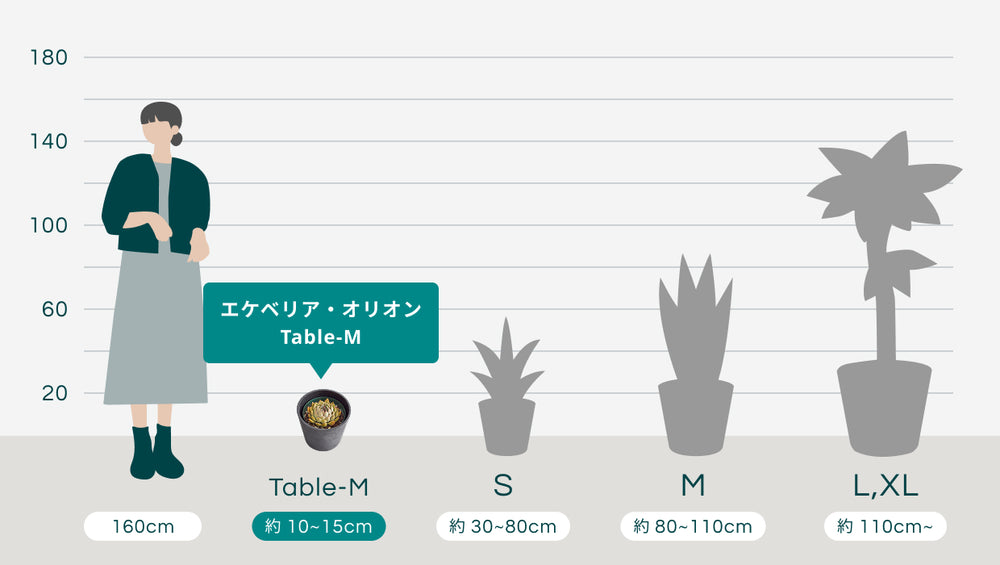 エケベリア・オリオン Table-Mのサイズ