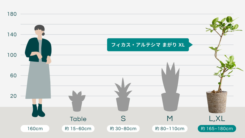 フィカス・アルテシマ まがり XL 【首都圏限定】(バナナリーフバスケット ナチュラル)のサイズ