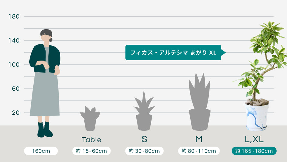 フィカス・アルテシマ まがり XL 【首都圏限定】(アーバンプランツポット マーブルミルク)のサイズ
