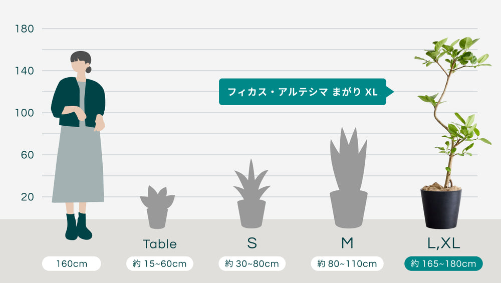 フィカス・アルテシマ まがり XL 【首都圏限定】のサイズ