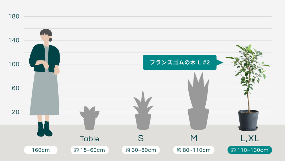 フランスゴムの木 L #2のサイズ