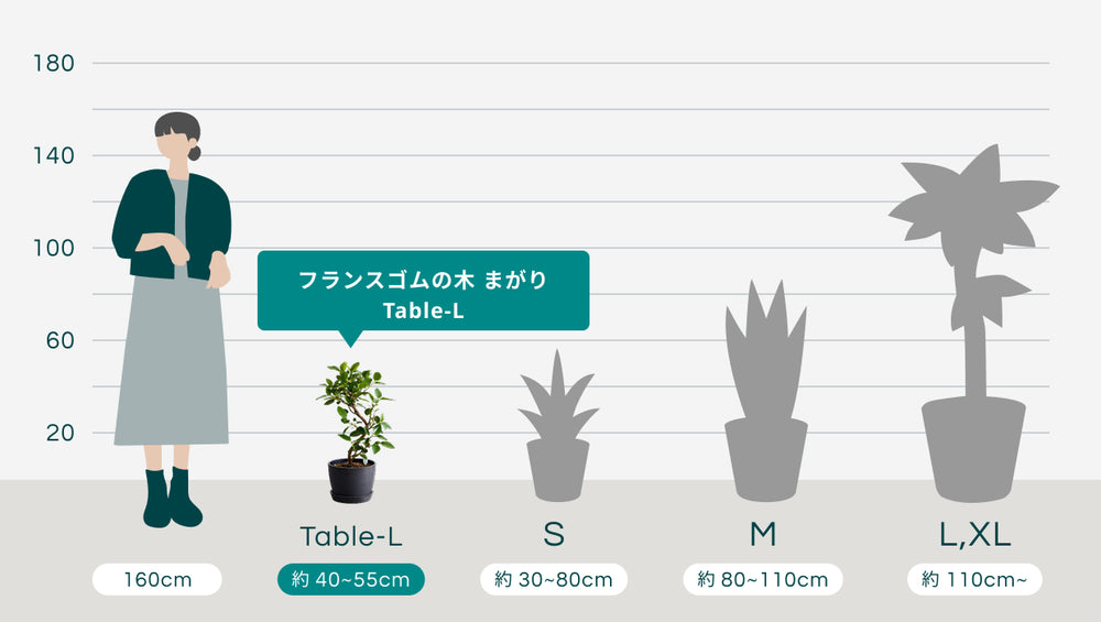 フランスゴムの木 まがり Table-Lのサイズ